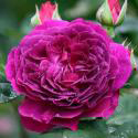 PURPLE LODGE