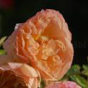 335_froufroutante_jackie_2_125.jpg