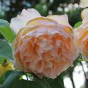 335_froufroutante_jackie_3_125.jpg