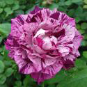 PURPLE TIGER