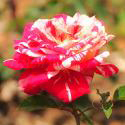 347_papageno__3_125.jpg