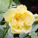 YELLOW DAGMAR HASTRUP (Желтый Дагмар Хаструп)