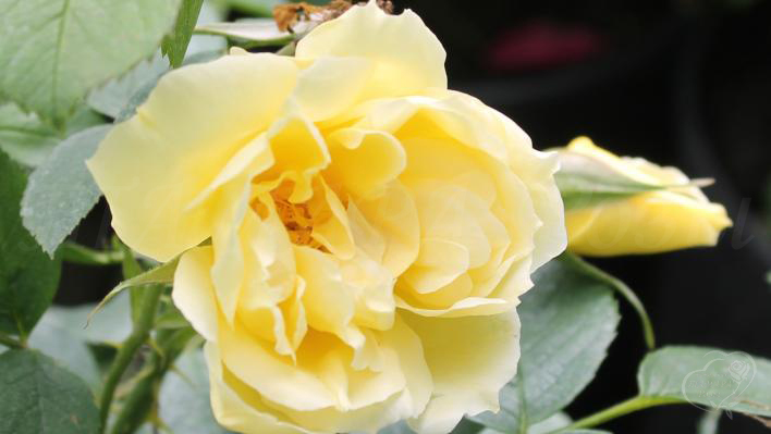 34_yellow_dagmar_hastrup_1_708.jpg