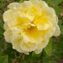34_yellow_dagmar_hastrup_2_125.jpg
