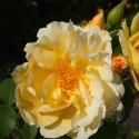 34_yellow_dagmar_hastrup_3_125.jpg