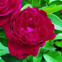 359_w.shakespeare_2000_2_125.jpg