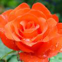 364_angelique_2_125.jpg