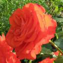 364_angelique_3_125.jpg