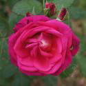 SIR HENRY (Сир Генри)