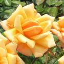 Orange Blossom Special
