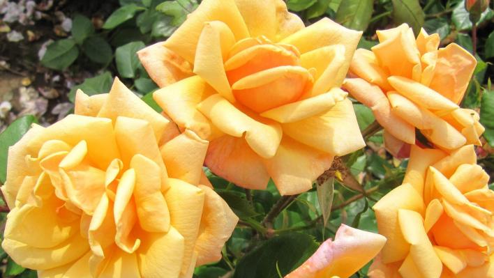375_orange_blossom_special_1_708.jpg