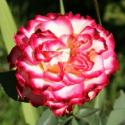 Spanish Dancer