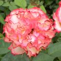 381_spanish_dancer_2_125.jpg