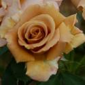 384_honey_dijon_2_125.jpg