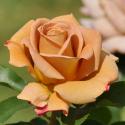 384_honey_dijon_3_125.jpg