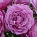 Rose Thelma