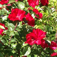 38_2_125.jpg