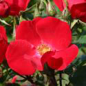 38_robusta_3_125.jpg