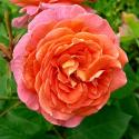 393_mamie_dittiere_2_125.jpg