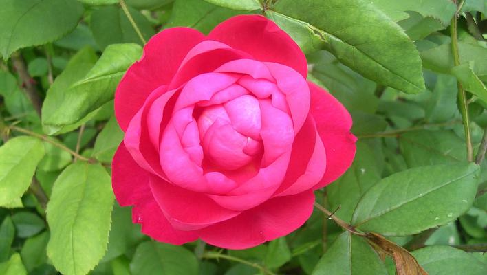 395_benjamin_britten_1_708.jpg