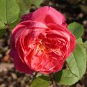 395_benjamin_britten_2_125.jpg