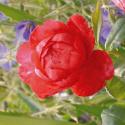 395_benjamin_britten_3_125.jpg