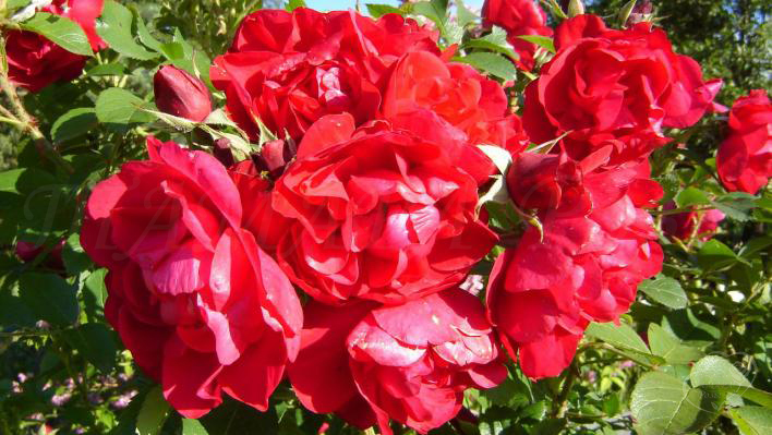 39_hansaland_1_708.jpg