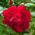 39_hansaland_2_125.jpg
