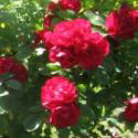 39_hansaland_3_125.jpg