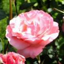 401_queen_elizabeth_2_125.jpg