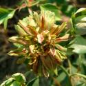 Viridiflora