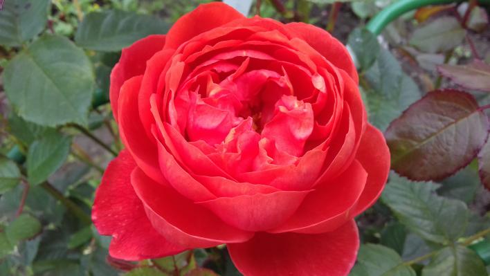 408_sommersonne_1_708.jpg