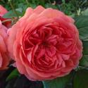 408_sommersonne_2_125.jpg
