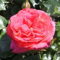 408_sommersonne_3_125.jpg