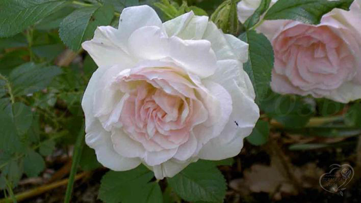 40_ritausma_1_708.jpg