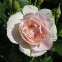 40_ritausma_2_125.jpg