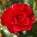 ROTILIA