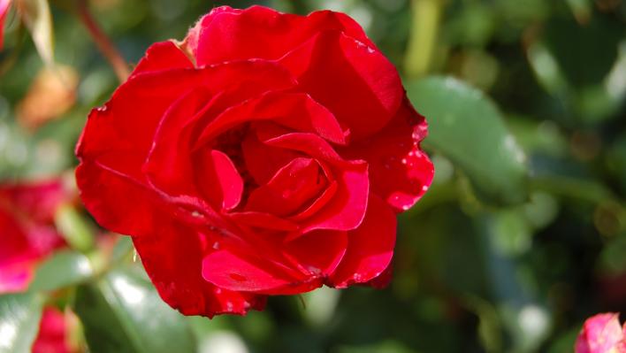 411_rotilia_1_708.jpg