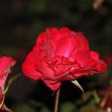 411_rotilia_2_125.jpg