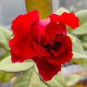 412_lots_of_love_2_125.jpg