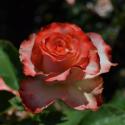 416_blush_2_125.jpg