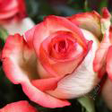 416_blush_3_125.jpg