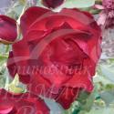 424_midnight_rose_125.jpg