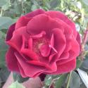 MIDNIGHT ROSE