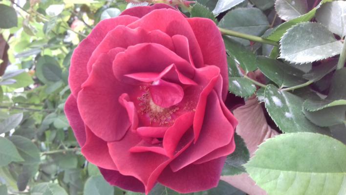 424_midnight_rose_1_708.jpg