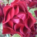 424_midnight_rose_2_125.jpg