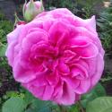 GERTRUDE JEKYLL