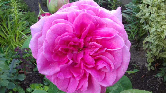 425_gertrude_jekyll_1_708.jpg