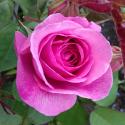 425_gertrude_jekyll_2_125.jpg