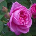 425_gertrude_jekyll_3_125.jpg